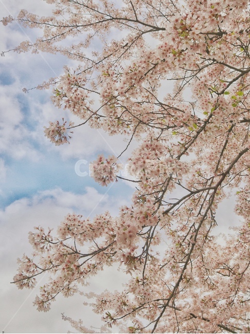 벚꽃,꽃,배경화면,폰,flower,식물,blossom