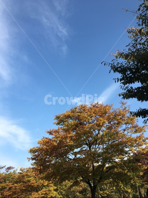나무,tree,가을,하늘,단풍,자연,풍경,nature,landscape