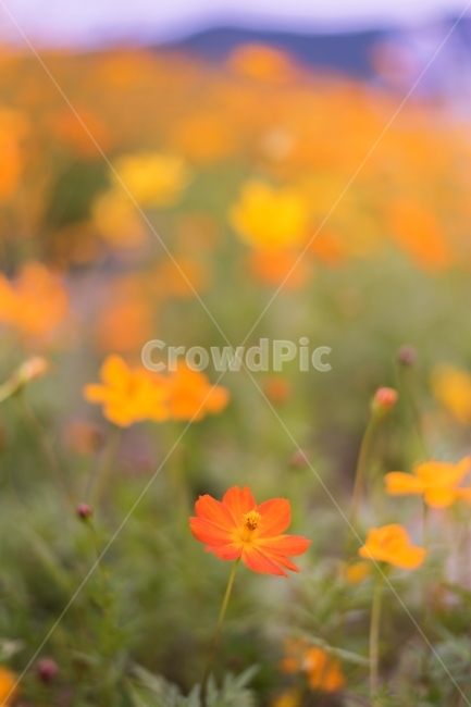 황화코스모스,나리공원,가을,꽃,풍경,여행,출사,국내,가을꽃,코스모스,양주,flower,cosmos,fall,travel,가을,계절,fall,autumn,season,식물,자연,plants,nature,꽃,flower,감성,sensible,feeling,plant,geranium,제라늄,blossom,petal,꽃잎