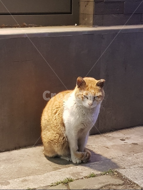 고양이,길고양이,코숏,잠오는고양이,노란고양이,동물,animal,포유류,mammal,고양이,cat,kitten,kitty