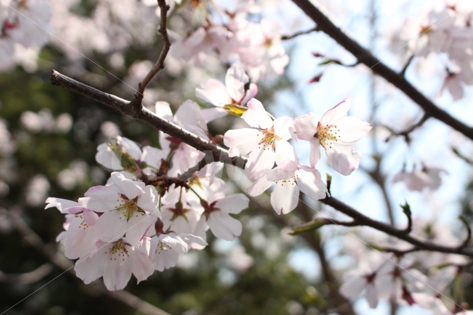 꽃,봄,벚꽃,하늘,나무,자연,개화,개화기,꽃봉오리,식물,자연,plants,nature,봄,계절,spring,season,꽃,flower,plant,blossom,cherry blossom