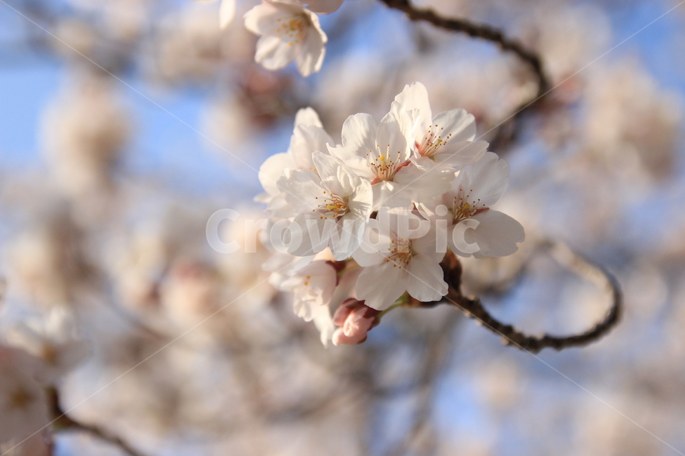 벚꽃,봄꽃,축제,봄나들이,봄하늘,봄,계절,spring,season,식물,자연,plants,nature,꽃,flower,plant,blossom