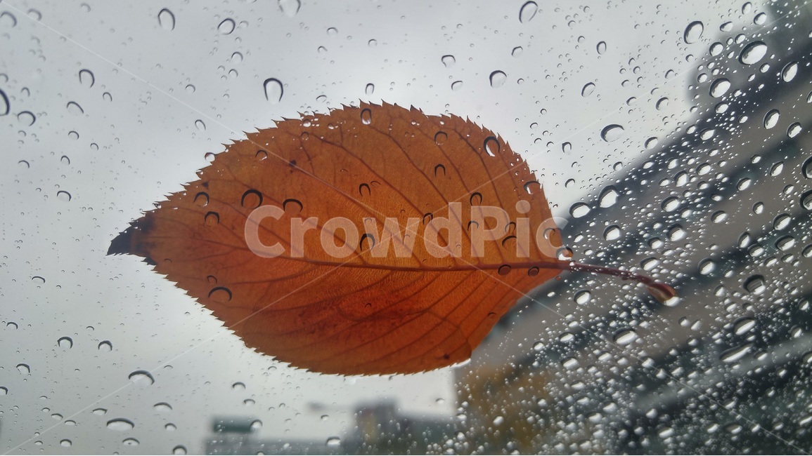 나뭇잎,잎,가을비,비,물방울,빗방울,가을,하늘,가을하늘,가을,계절,fall,autumn,season,비,비오는날,rain,rainy,plant,식물,leaf