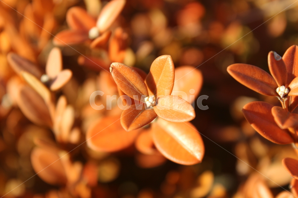 plant,식물,철쭉,잎,brown
