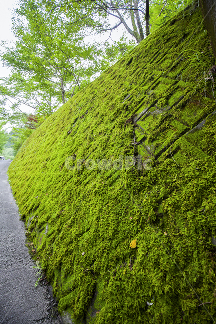 자연,식물,이끼,그린,감성,nature