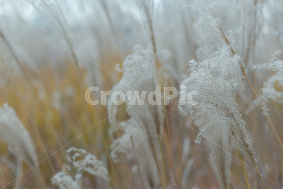 갈대,가을,nature,자연,아웃포커싱,가을,계절,fall,autumn,season,식물,자연,plants,nature