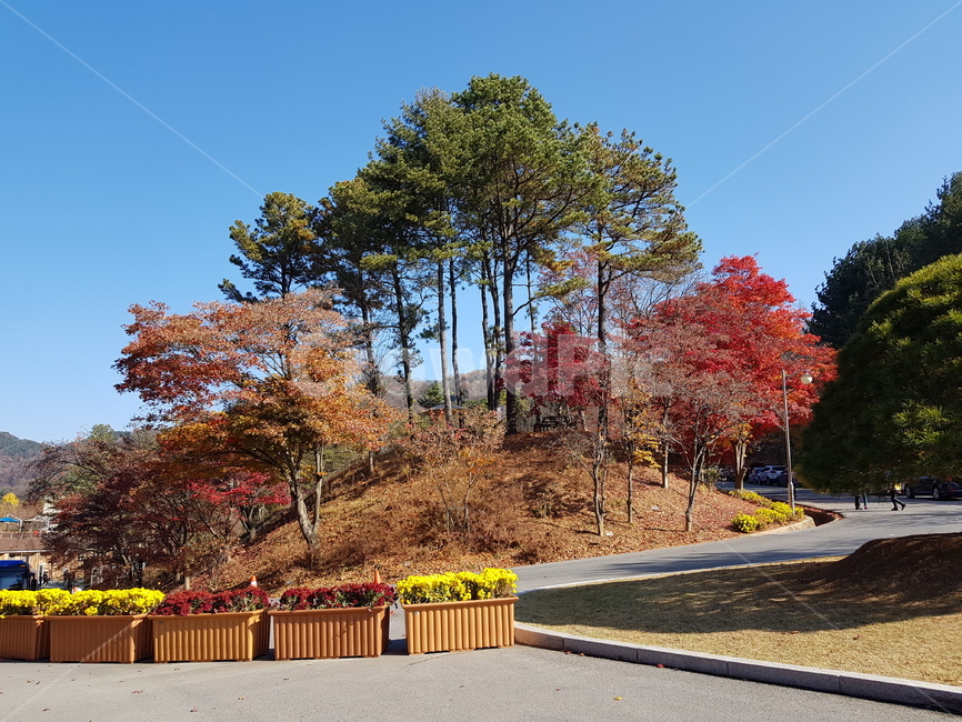 청남대,청남대단풍,가을청남대,청남대가을,가을단풍,단풍,단풍나무,가을대청호,대청호
