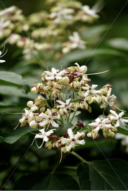 누리장나무,꽃,나무,식물,여름,자연,plants,tree,flower