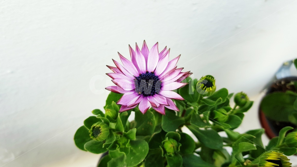 정원,가든,원예,자연,화단,식물,자연,plants,nature,꽃,flower