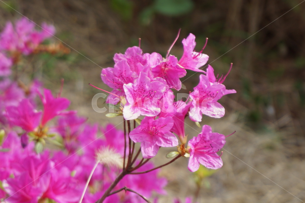 봄,나무,자연,철쭉,사랑,식물,자연,plants,nature,꽃,flower