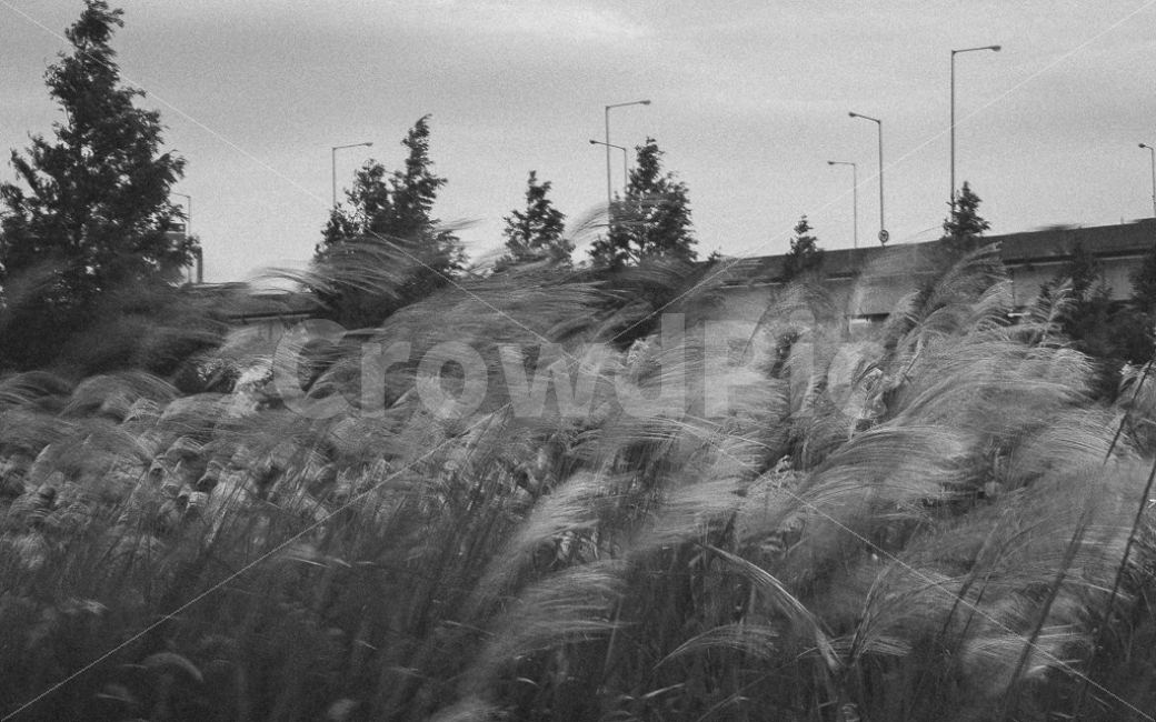 갈대,억새,흑백,장노출,바람,자연,흔들림,가을,쓸쓸함,자연,풍경,nature,landscape,감성,sensible,feeling,흑백,모노톤,monochrome,black and white