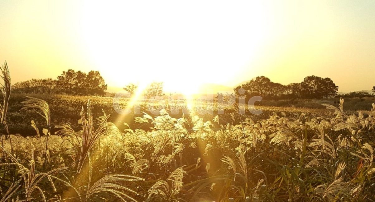 빛,햇빛,갈대,태양,하늘,자연,autumn,가을,가을,계절,fall,autumn,season