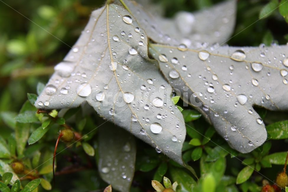 비,나뭇잎,빗방울,가을비,감성사진,감성,물방울,식물,자연,plants,nature