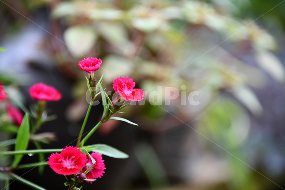 꽃,자연,식물,야생화,nature,flower,감성,feeling,배경,백그라운드