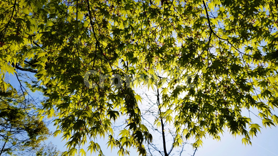 나무,산책,가든,공원,잎,식물,자연,plants,nature