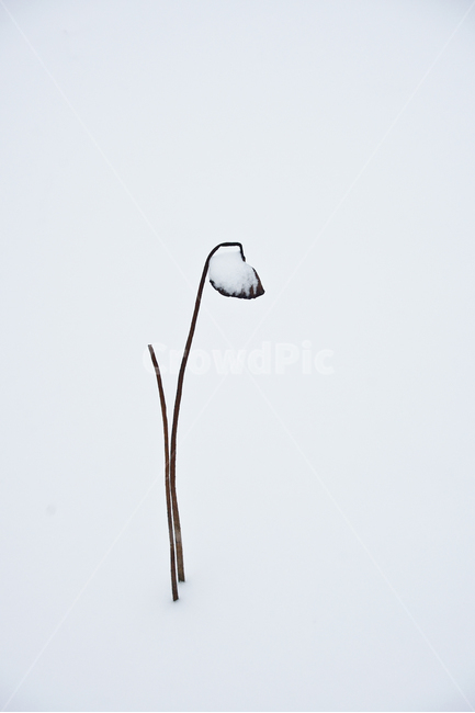연,겨울,흰눈,연씨방,연밭,겨울,계절,winter,season,식물,자연,plants,nature,꽃,flower