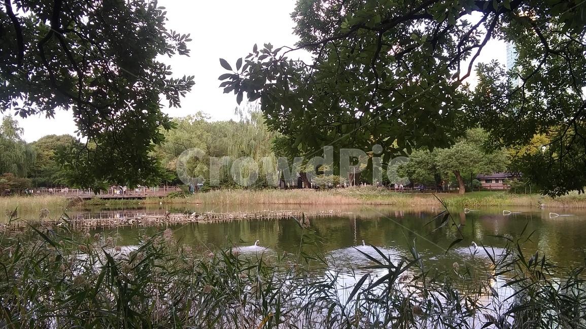 water,물,nature,자연,outdoors,옥외,pond,못,land,땅,나무,tree,공원,녹색,잎사귀,호수,자연,풍경,nature,landscape