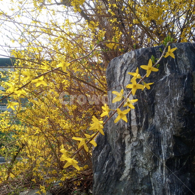 개나리,꽃,봄,자연,노랑,노란색,계절,식물,따뜻함,감성,돌,바위,plants,nature,flower,plant,springseason,sensiblefeeling