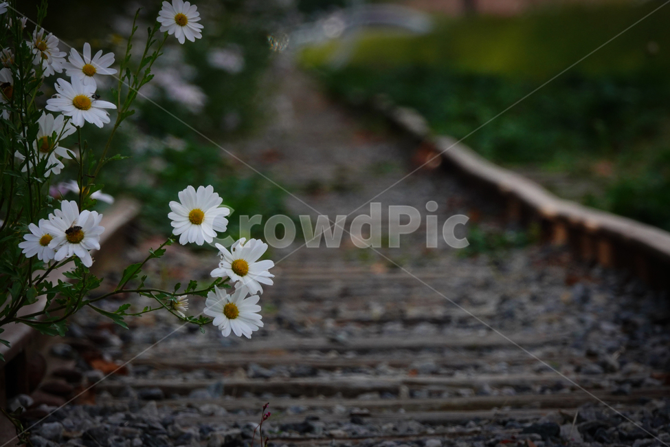 구절초,안산,식물,꽃,가을,선로,철길,기찻길,흰색,산책,flower