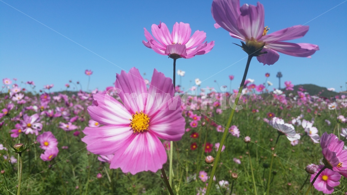 코스모스,가을,산들바람,꽃축제,식물,자연,가을어느날,식물,자연,plants,nature,꽃,flower