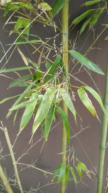 식물,plant,나무,대나무,대나무잎