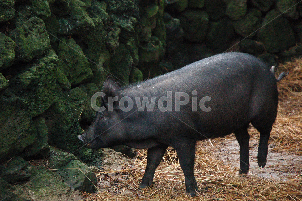 제주,돼지,흑돼지,똥돼지,전통,토종,BlackPork,korea,돌담,Jejudo,동물,animal,포유류,mammal