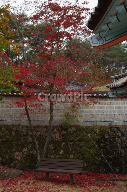 도산서원,도산서원단풍,단풍,안동,경북안동,가을,계절,fall,autumn,season,한국전통,한국문화,korean traditional,korean culture,tree,나무,plant,식물,furniture,가구,bench,벤치