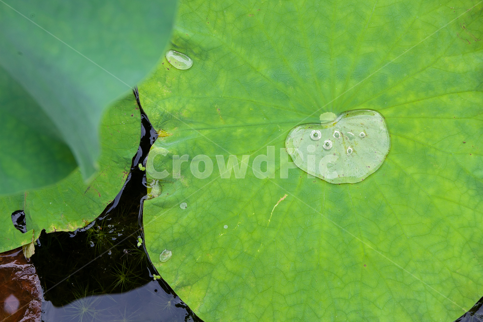 연꽃,불교,여름,식물,정원,꽃잎,꽃,식물,자연,plants,nature