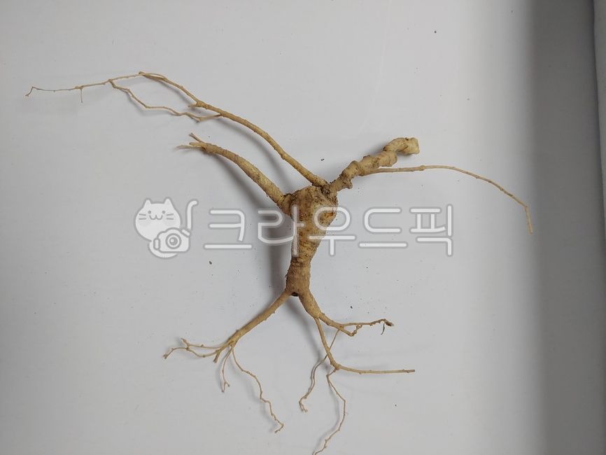 ginseng,camphor ginseng,root,Ginseng,three,herbal medicine