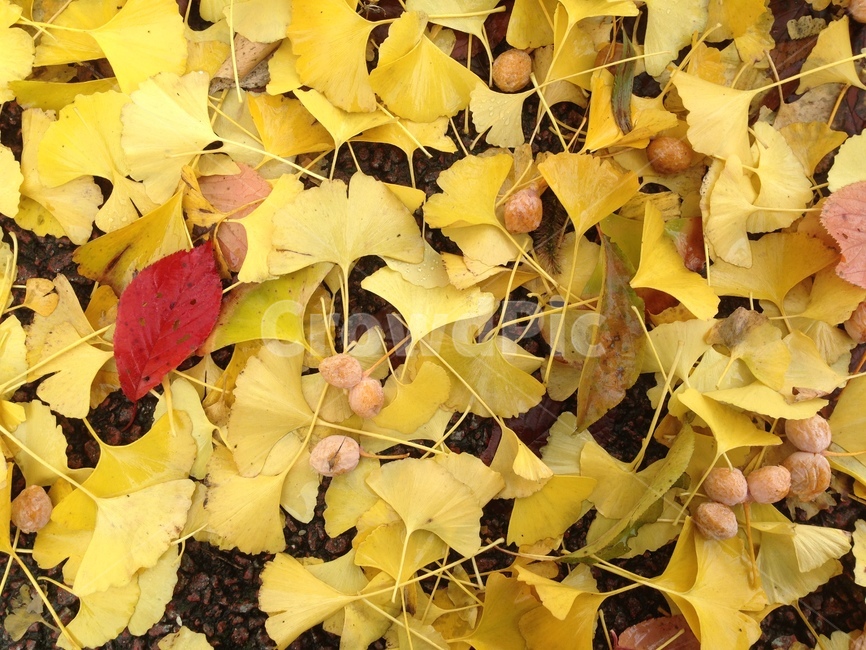 가을,낙엽,은행잎,fallenleaves,autumn,autumncolors,plant,식물,leaf,잎,tree,나무,가을,계절,fall,autumn,season,식물,자연,plants,nature