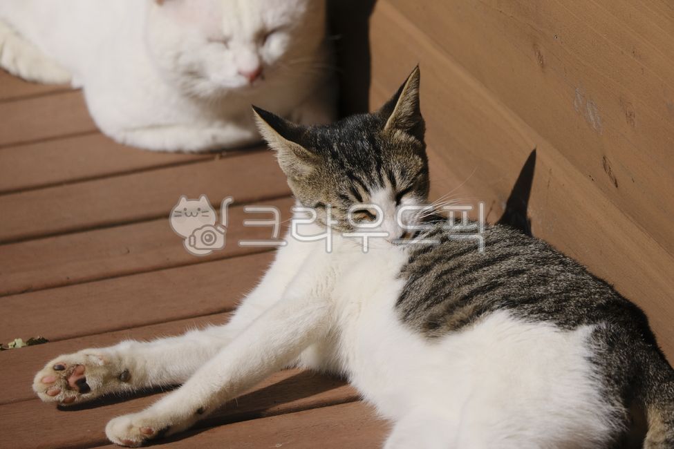 tabby cat,catfamily,beautiful,kitten,Asshole,white cat,Agaengi,streetcat,wood,straycat,Adult cat,pet,family cat,streetcatfamily,attractive,alleycat,adult cat,morning,oddeye,animal,Odd Eye,sleeping cat,cute,kitty,stray cat,mammal,cat,Kitten,hardwood,rest,n