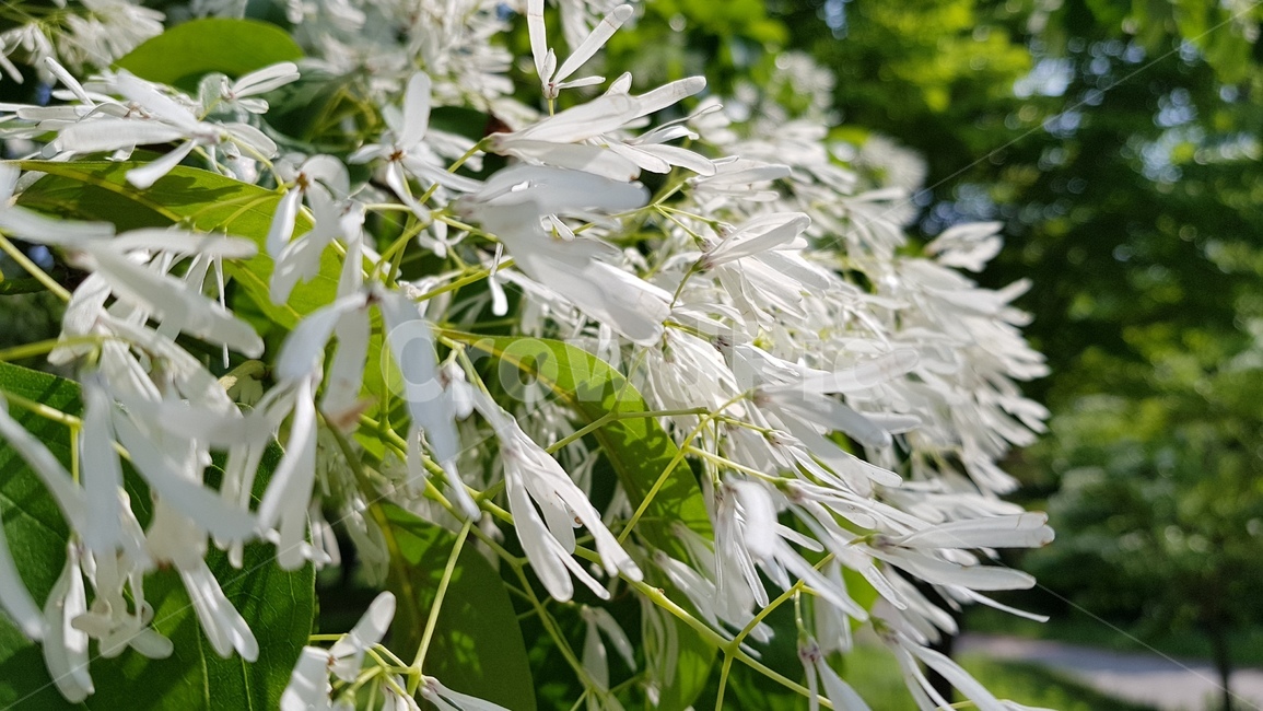 소나무,들꽃,꽃,하얀꽃,꽃잎,식물,자연,plants,nature,꽃,flower