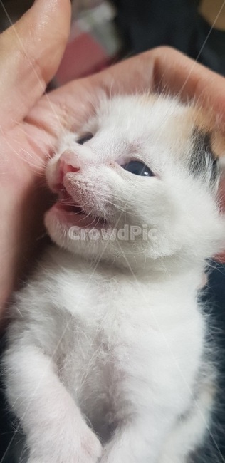 고양이,cat,야옹이,나비,냥이,동물,animal,포유류,mammal,고양이,cat,kitten,kitty