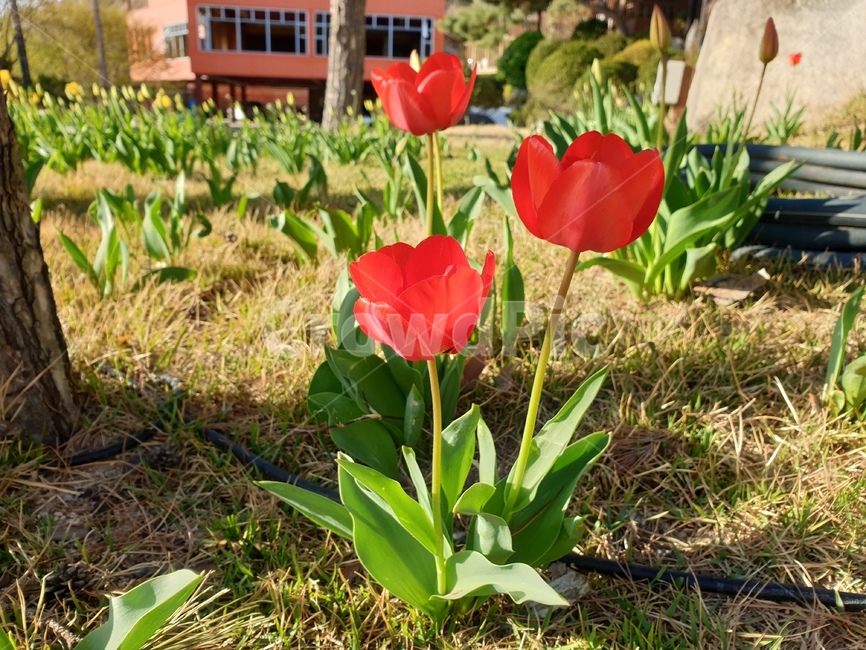 장미,조화,빨강,red,빨간색,꽃,flower,초록색,잎,green,자연,나무