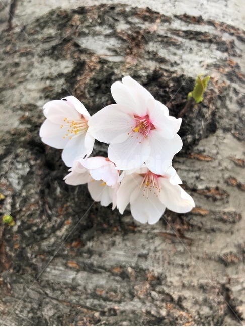 벚꽃,꽃,봄,식물,cherryblossom,flower,plant