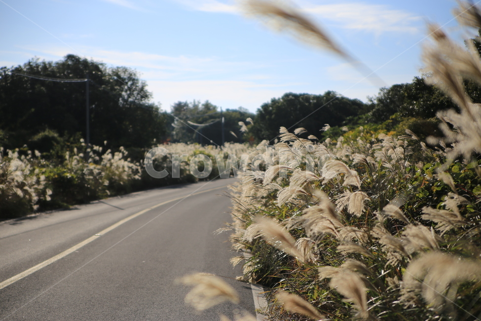 억새,풍경,하늘,새별오름,가을,억새풍경,가을풍경,가을,계절,fall,autumn,season,grass,잔디,plant,식물,lawn