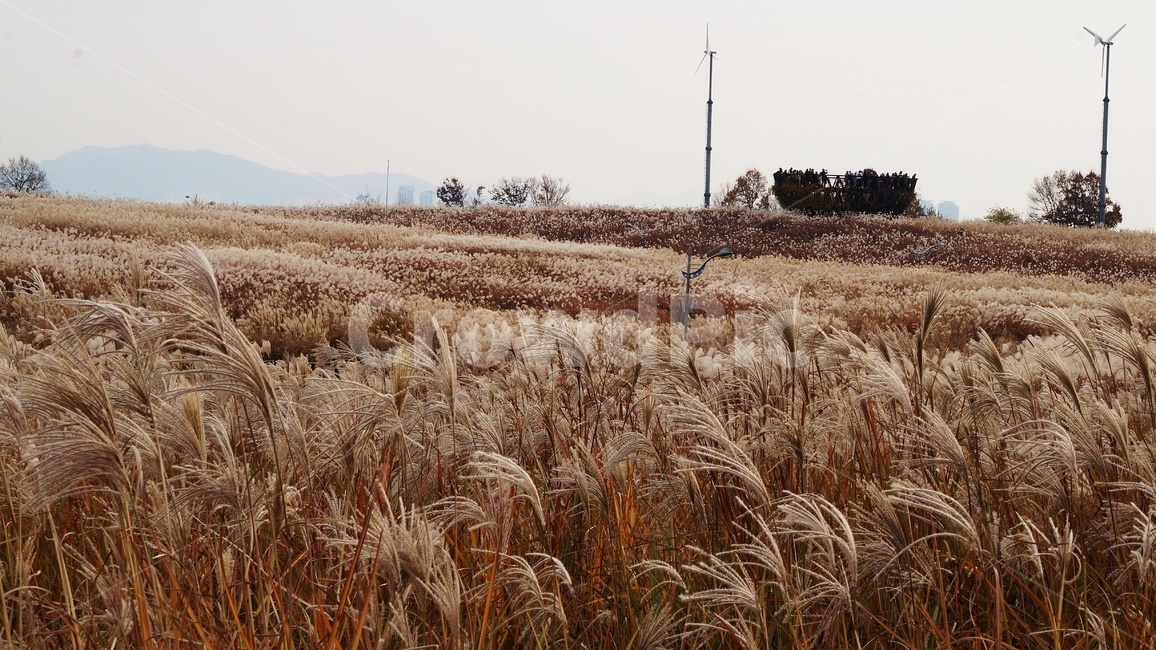 가을,가을풍경,하늘공원,갈대,억세풀,가을,계절,fall,autumn,season,자연,풍경,nature,landscape,한국자연풍경,한국자연경관,korea nature landscape,plant,식물,produce,생산액,food,음식,vegetable,야채,grain,곡물