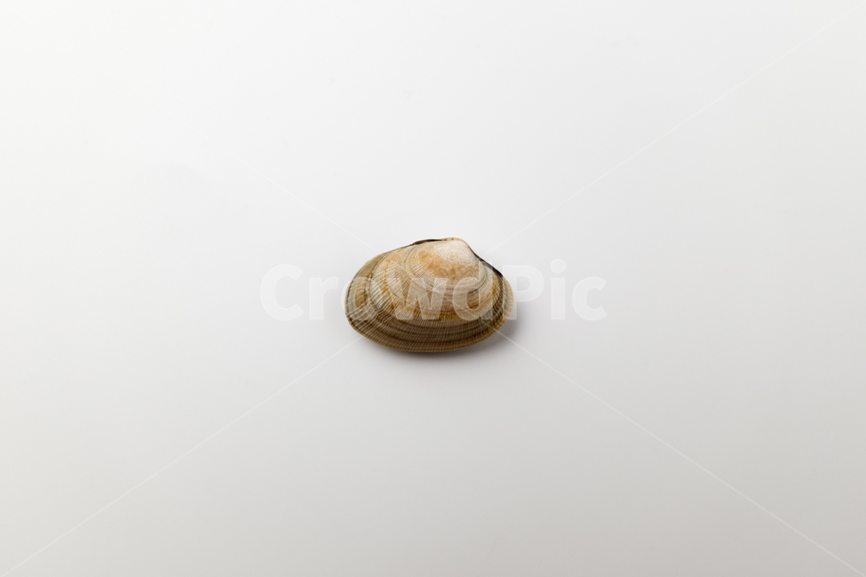 바지락,조개,껍데기,음식재료,해산물,음식,신선함,날것,클로즈업,갑각류,식품,자연
