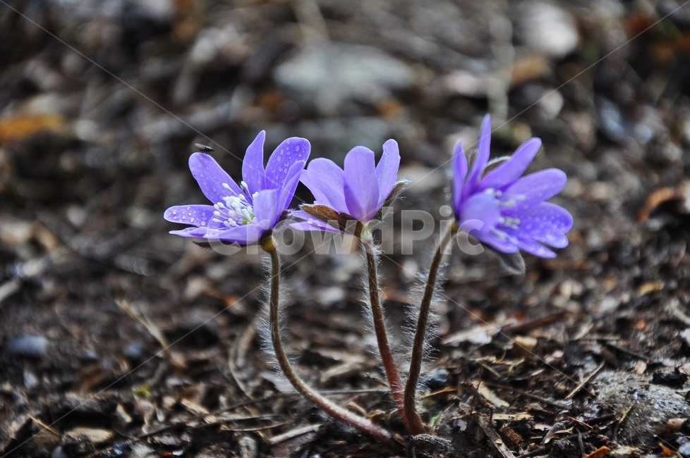 plant,식물,flower,blossom,꽃,청노루귀,솜털,봄,봄꽃,계절,식물,자연,plants,nature,꽃,flower