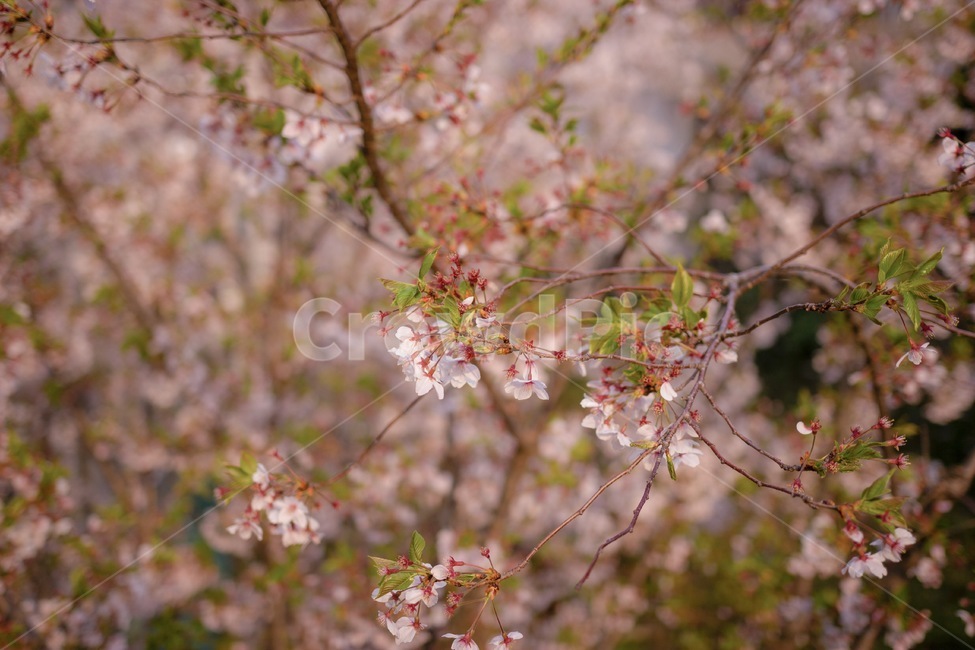 벚꽃,봄,계절,꽃,흰꽃,봄꽃,분홍꽃,하늘,푸른,분홍,분홍색,흰색,자연꽃,벚꽃나무,나무,벚나무,식물,새순,순,싹,잎사귀,잎,나뭇잎,나뭇가지,꽃잎,푸른하늘,푸른색,자연,초록잎,초록나무,갈색나무,초록,초록색,자연조화,꽃나무