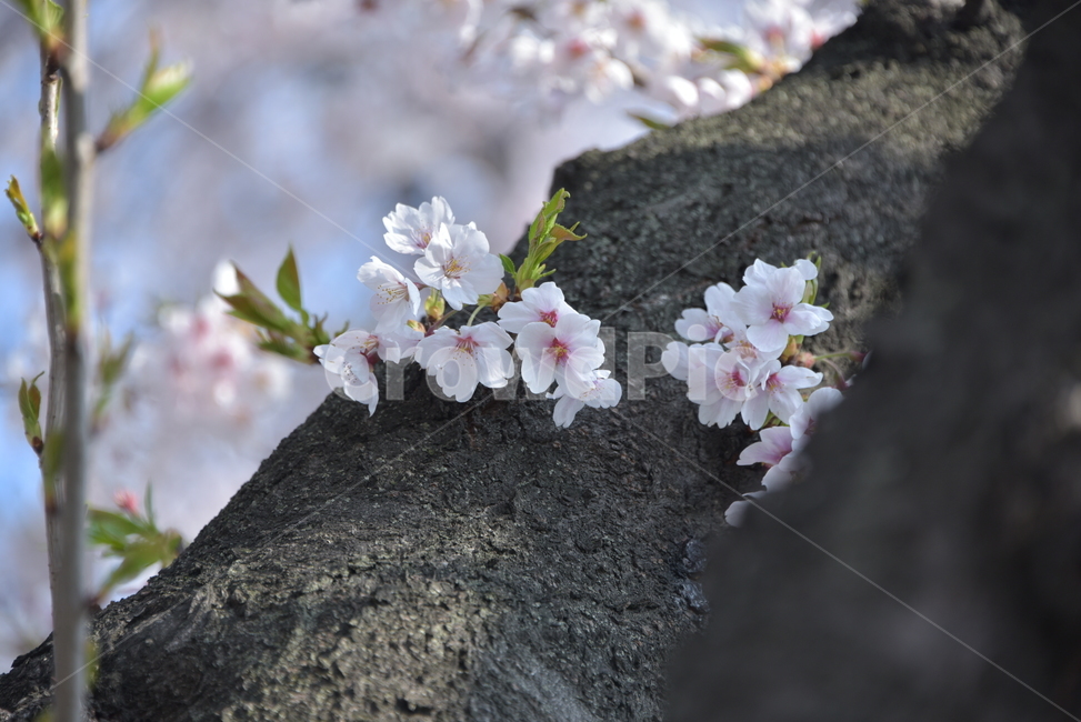 봄,벚꽃,근접,나무,벗꽃,꽃,식물,자연,plants,nature,꽃,flower,나무,trees,wood