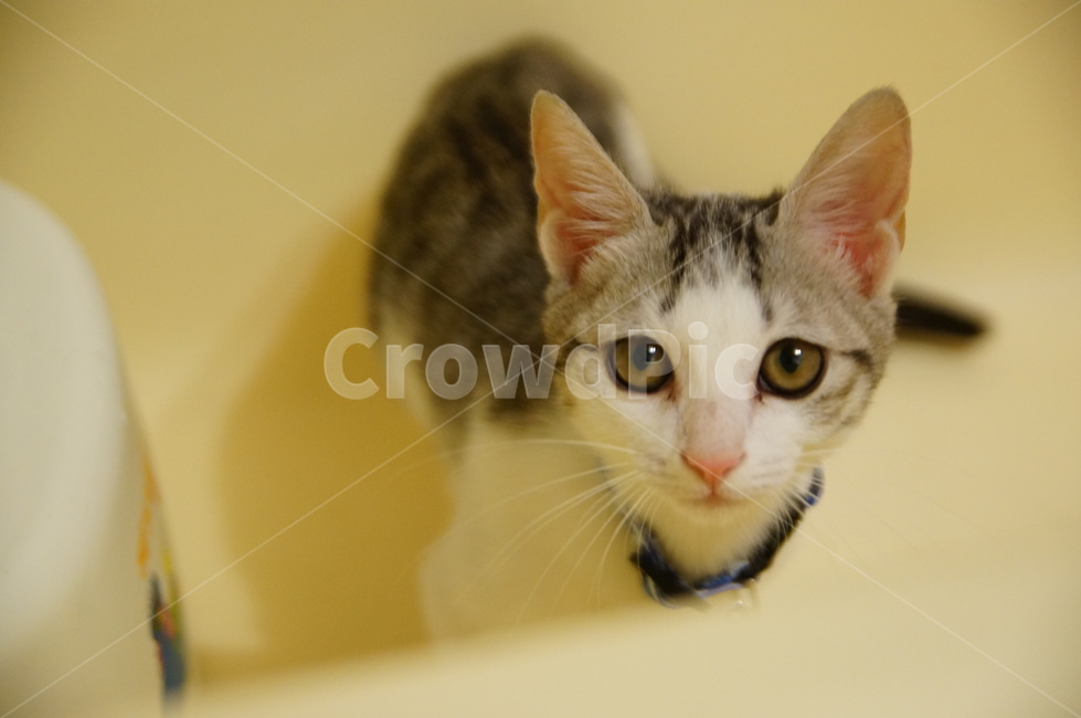 고양이,반려동물,코리안숏헤어,코숏,야옹이,anima,koreanshorthair,집고양이,kitty,cat,동물,동물,animal,포유류,mammal,고양이,cat,kitten,kitty