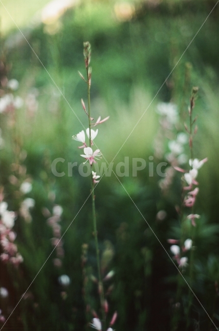 꽃,봄,여름,식물,풀,식물,자연,plants,nature,꽃,flower,감성,sensible,feeling