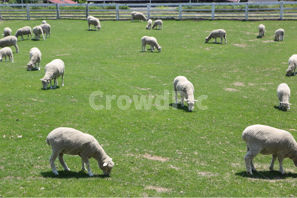 양,양목장,양농장,양구이,애기양,동물,animal,포유류,mammal,산업,industry,industrial,목축업,목장,livestock farming,ranching,pasture
