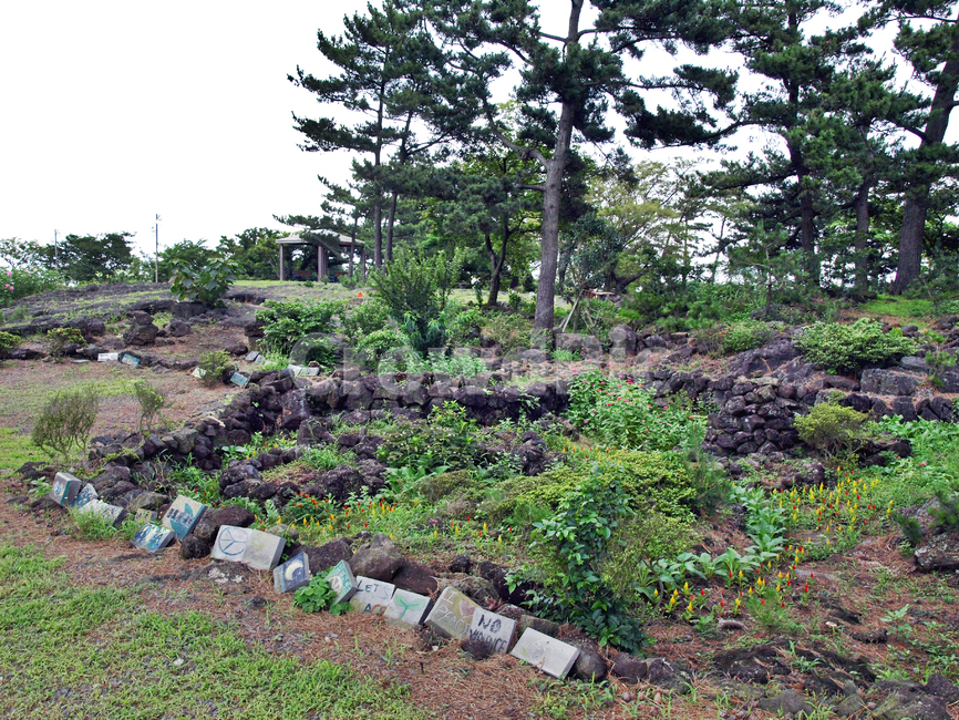 너븐숭이43기념관,조천읍,제주,올레19코스,올레길,43사건,제주도,jeju,jeju island,tree,나무,plant,식물