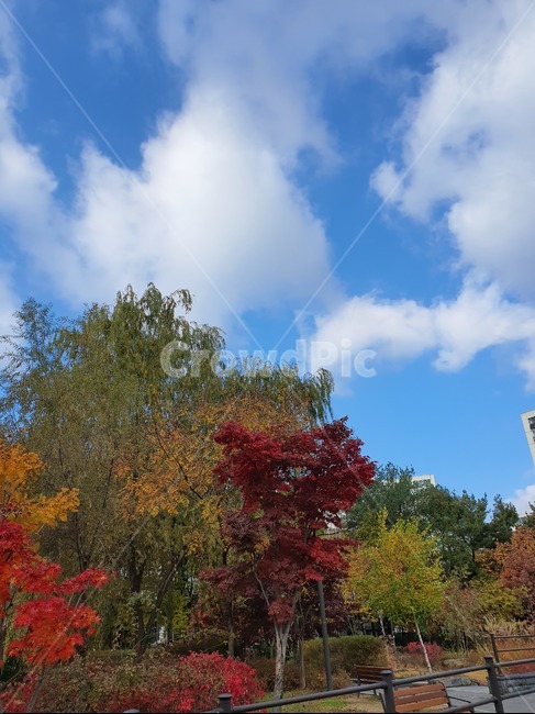 단풍,가을하늘,가을,나무,하늘,단풍나무,자연풍경,가을,계절,fall,autumn,season