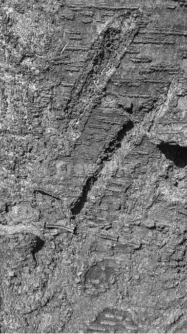 텍스쳐,패턴,나무,나무표면,거친표면,나무껍질,질감,껍질,표면,tree,bark,texture,surface,rough,roughpattern,pattern