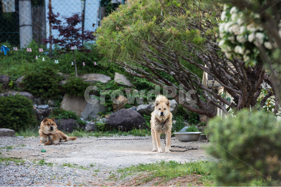 진돗개,강아지,개,애완동물,동물,동물,animal,포유류,mammal,개,강아지,dog,doggy