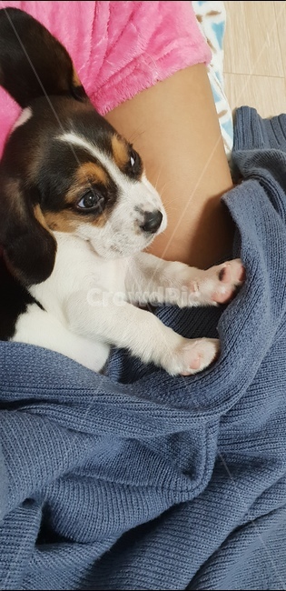 비글,강아지,애기강아지,애기비글,놀란강아지,동물,animal,포유류,mammal,개,강아지,dog,doggy