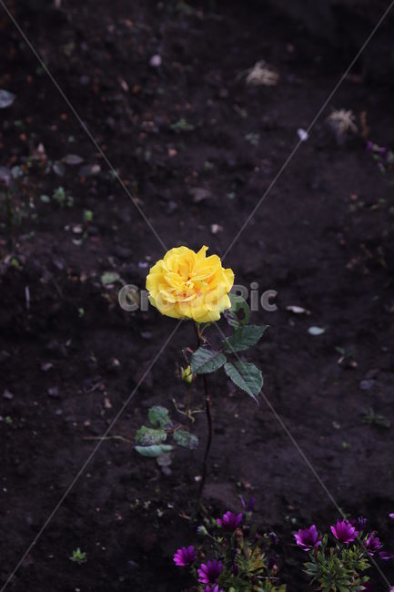 장미,꽃,노랑,한송이,자연,식물,흙,로즈,flower,rose,플라워
